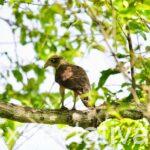 Córdoba se destaca en el Global Big Day 2025 con una movilización histórica por la conservación de las aves
