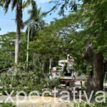 Alcaldía de Montería avanza con intervención de árboles que representan riesgo en vías principales