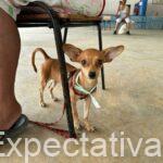 Jornadas de esterilización no paran, Alcaldía completa 2.209 animales beneficiados en lo que va corrido del año