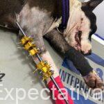 … Alcaldía de Montería se pronuncia … ¡NO AL MALTRATO ANIMAL! Rechazamos brutal ataque a perrita …