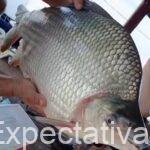 Pescadores de Ayapel capturan un impresionante bocachico en la ciénaga de Ayapel.